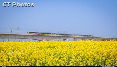 “黄医生”与油菜花