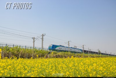 油菜花海