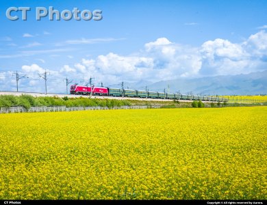 《双机牵引，穿行在门源花海》